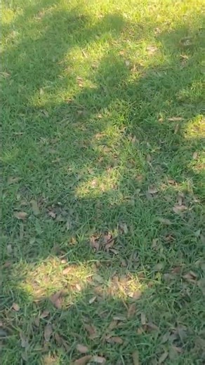 How to touch grass | Tutorial |