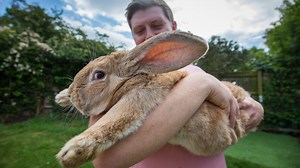 3ft long Dexter is hopping his way to the 'World's Biggest Bunny' title 🐰 | truly