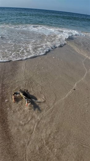 BEARDED BRAD on Instagram: "Krusty Krab! #fblifestyle"