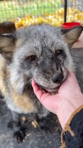 Miss Vivian update 🦊 Since our lovely girl is our oldest foxy girl but also has arthritis we’ve decided to move her and Patricia over to the enclosure by the house. It is on a concrete slab so it is a level surface and will not build up with ice and snow. This space also allows us to provide supplementary heat if needed. Since they’re directly next to a porch if we feel they need a blast of some heat we have that option to do safely. NEVER add an electric or gas powered heat source directly int