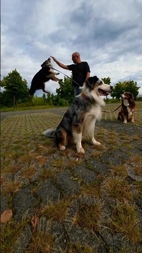 NO BOREDOM WITH AUSTRALIA SHEPHERD
