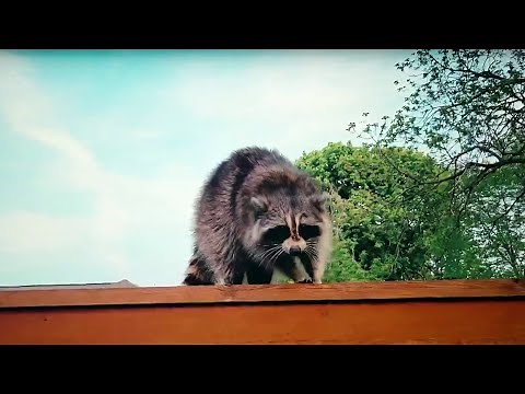 New warning as rabies cases rise nationwide