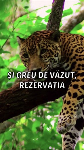 The only jaguar reserve in the world