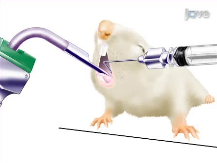 Non-Surgical Lung Delivery Method in Mice | JoVE Journal