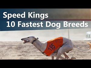 Discover the Speed Kings: World's Fastest Dog Breeds
