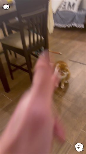 Dramatic Cat Faces That Outshine Humans