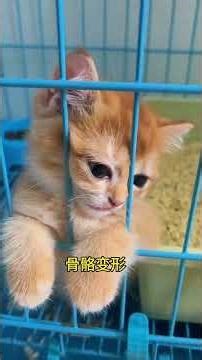 Why Cats Gently Bite Your Hand When You Touch Their Head