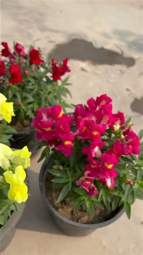 Colourful Dog Flower Blooms 🌈🌸 | Snapdragon Beauty #shorts #flowers