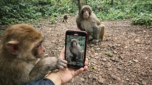 Sleeping monkey caught on camera