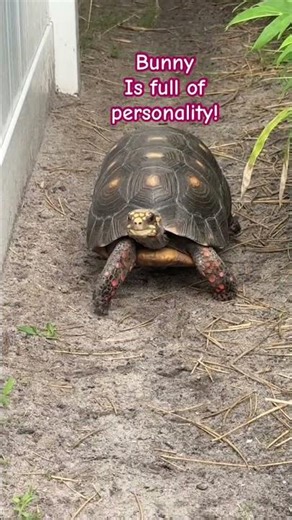 Truth About Girls Walking + Tortoise Drama