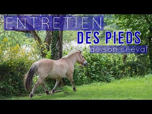 ENTRETIEN DES PIEDS(-nus) de son cheval - Parage intermédiaire