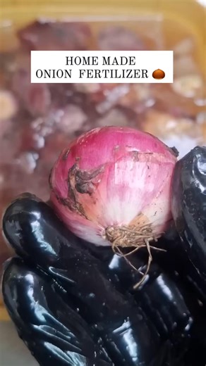 How to Make Onion Peel Fertilizer?🪴 There are two primary methods for creating fertilizer from onion peels: liquid and powder. Liquid Fertilizer: 1. Collect dry onion peels. Avoid using wet or damaged peels to prevent mold and odor. ​ 2. Place 3-4 handfuls of peels in a liter of water. ​ 3. Cover the container and let it sit in a dark, cool place for 24-48 hours (longer in colder temperatures). ​ 4. Strain the mixture, reserving the liquid. The solid residue can be added to your compost. ​ 5. D