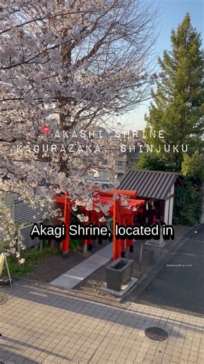 Cherry blossoms in full bloom at Akashi Shrine, Kagurazaka 🌸 | Tokyo