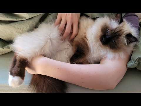 I Would Get Up, But The Cat Says No.