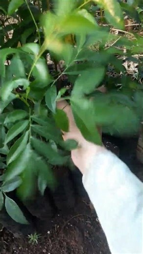 Mac Mat tree.