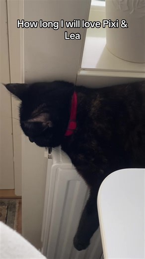 #cat #catlover #dogs #dog #dogtok