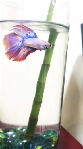 Some facts about fighter fish 🐠
