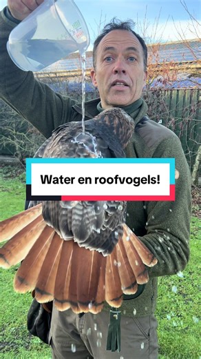 Kijk hoe het water over max zijn veren glijdt! #roofvogels #dieren #natuur #buizerd