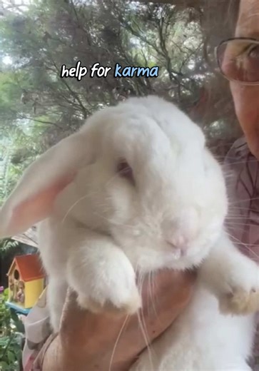 Help Karma the Bunny: Urgent Surgery Needed