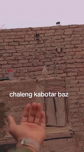 #full#chaleng#kabotarbaz#standkabotarbaz#