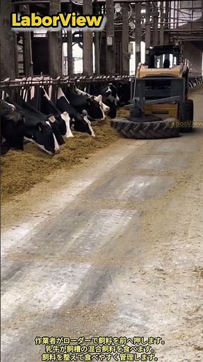 乳牛用混合飼料給餌管理作業工程 #worker #process