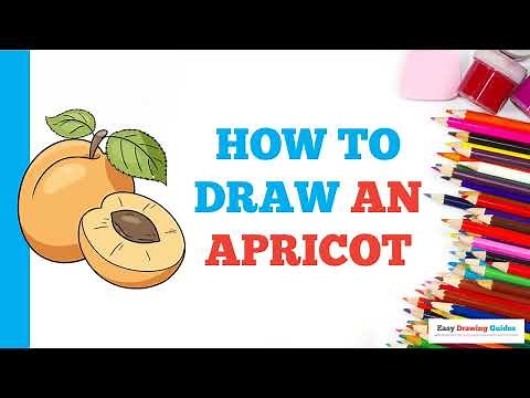 How to Draw an Apricot: Easy Step by Step Drawing Tutorial for Beginners