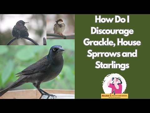 How To Discourage Grackle, Starlings and House Sparrows at Your Feeders #backyardbirds #birdfeeding