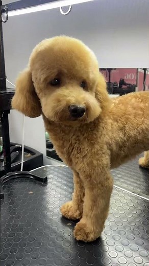 Poodle Grooming with Perfect Round Head & Fluffy Legs | V.O.G DOG SALON