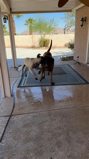 29 reactions | MASTIFF MISCHIEF  These two big pups are at it again! Who else has playful dogs like this?  #MastiffsOfTikTok #Dogs #FYP #DogsofTikTok #Funny #DogFight #Mastiffs #dogs #puppies #mastiff #funnydogs #fyp #dogsoftiktok #viral #trending #playfuldogs #mastiffs | Themastiffbowser | Facebook