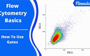 【Flow Cytometry Basics】 How To Use Gates (floreada.io)