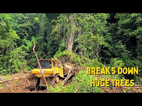 The Most Skilled Dozer Operator Breaks Down The Huge Tree Easily
