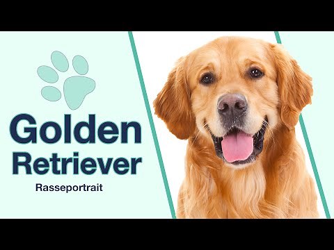 Golden Retriever im Rasseportrait | Wie tickt diese besondere Hunderasse?