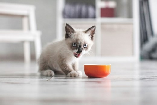 10 Best Kitten Foods in 2026 - Reviews & Top Picks - Catster