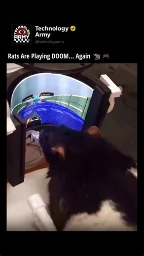 TechnologyARMY on Instagram: "In 2021, the internet went wild over one headline: rats were trained to play DOOM—specifically DOOM II. Four years later, the project is back with a major upgrade. Led by neuroengineer Viktor Tóth, the experiment has evolved into a second-generation system that dramatically expands what rats can do inside the Doom engine. The visual setup now uses a curved AMOLED display that surrounds the animal’s field of view, creating a far more immersive and consistent environm