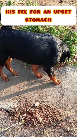 He does this every day… 🌿his fix for an upset stomach. #dogshorts #shorts #rottweiler