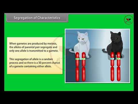 Principles of Inheritance and Variation Part 1 🔥 | Class 12 Biology | CBSE