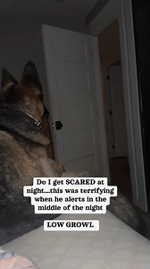 German shepherd HEARS INTRUDER at 2am #germanshepherd #germanshepherdpuppy #germanshepherdsofinstagram #gsd #gsdpuppy #reels #reelsviral | Cute Animals