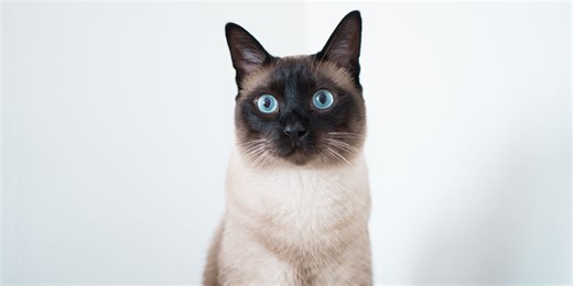 A prestigious physics paper was co-authored by a Siamese cat