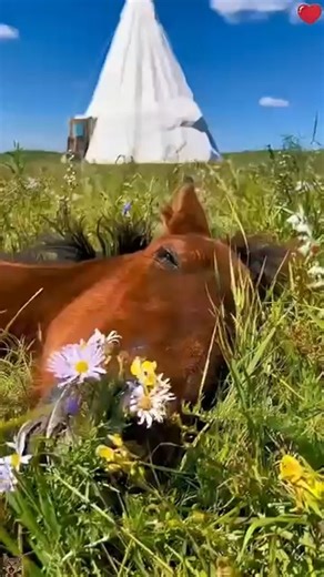 228K views · 4.5K reactions | An abandoned horse meets a kind person #caballos #animals #wildlife #fauna #cabello | Curioso Extremo | Facebook