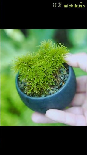 ベランダで苔盆栽を美しく育てる方法教えますー東京ベランダ5カ月の栽培記録（フジノマンネングサ）
