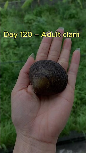 From Tiny Larva to Giant Clam