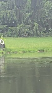 Flying Chicken 😯😯 | The Reporter KE