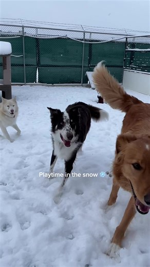 From zoomies to nose dives, our dog’s had so much fun playing in the snow ❄️🐾 | Chasin' Tails Dog Care Center