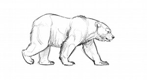 Here is the animation done today during my Facebook Live stream. Today we covered the mechanics of a Grizzly Bear Walk Cycle. | Aaron Blaise