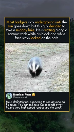 RARE DAYTIME BADGER ENCOUNTER