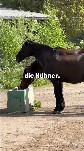 Das Problem sind nicht die Hühner. Es ist das, was sie in die Luft bringen.