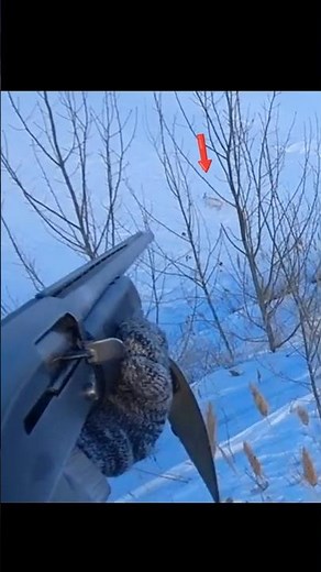 head shot rabbit 🐇hunting#shotsvideo #bowhunting #