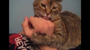 Random Animals on Reels