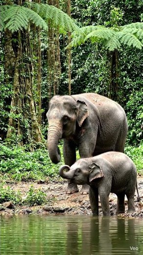 Pure Joy: Baby Elephant Playing in Water 🐘❤️#Shorts #elephant #baby #elephantbaby #ai
