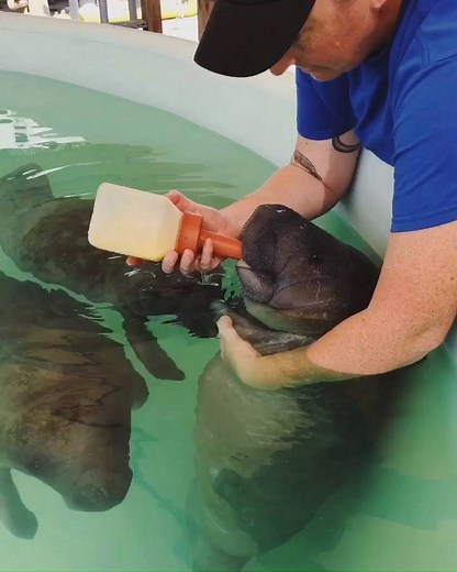 BEST JOB EVER! The Seaworld Rescue team is rehabilitating three baby manatees. Watching them be bottle fed is TOO CUTE!!! 😍🍼 MORE: https://bit.ly/2std2uy VIDEO: Michael George Photography | FOX 35 Orlando